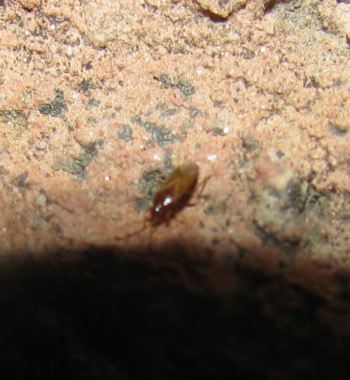 Lygaeidae:Camptocera glaberrima